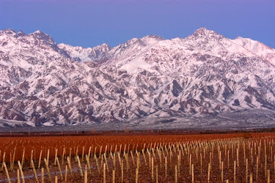 High-Altitude-Vineyard-Argentina-Wine.jpg