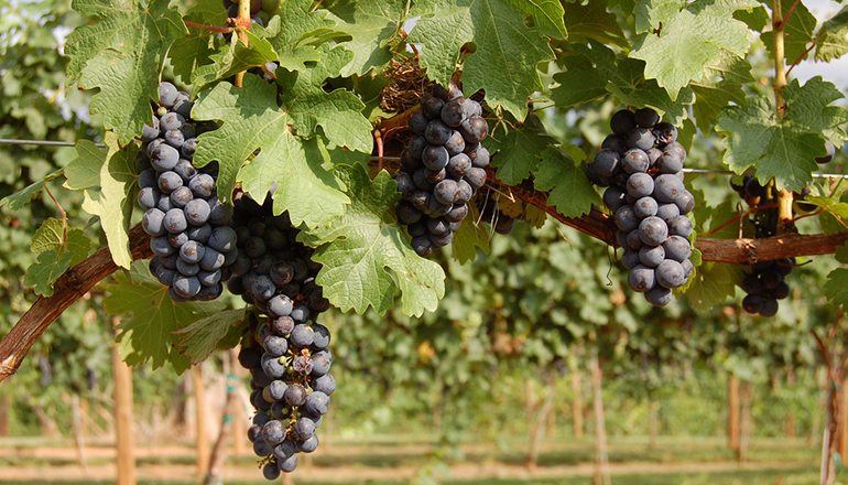 six_grape_varieties05.jpg