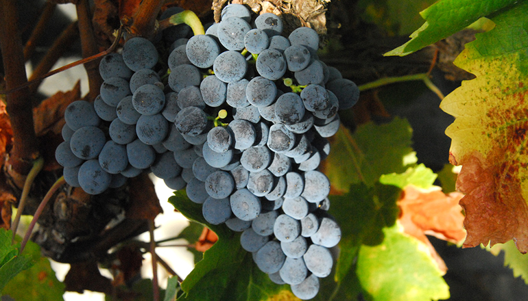 six_grape_varieties07.jpg