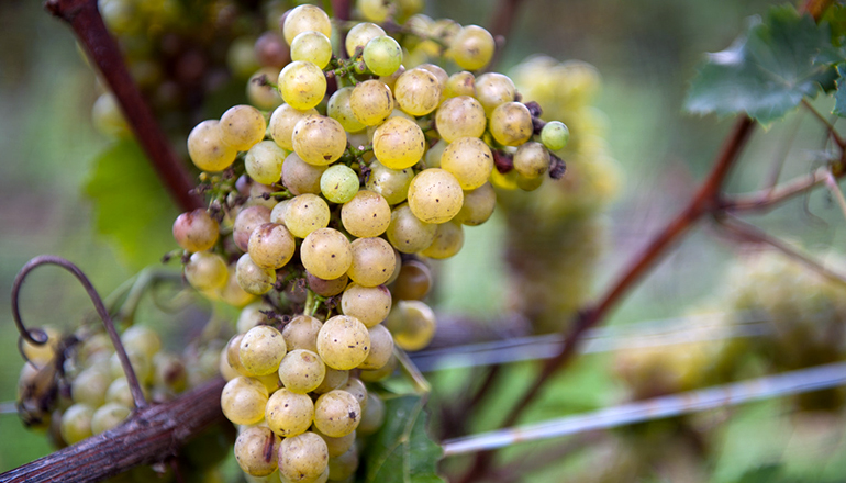 six_grape_varieties02.jpg