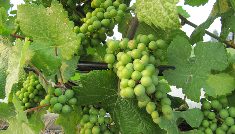 six_grape_varieties03.jpg