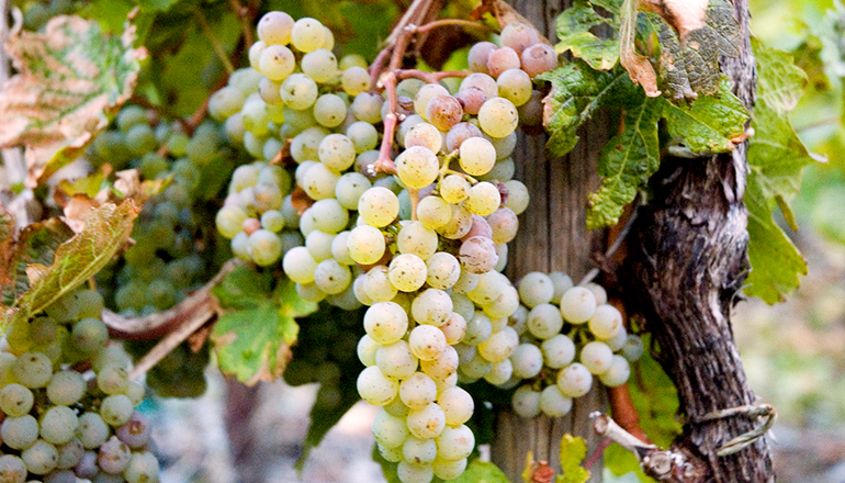 six_grape_varieties04.jpg