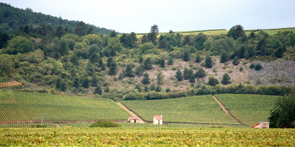 premier-cru-on-a-burgundy.jpg