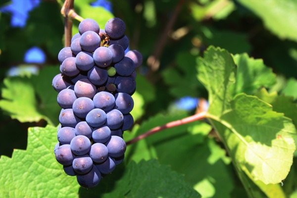 pinot-noir-grapes1.jpg