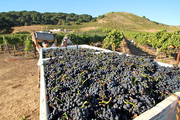 16_2010-Harvest_KErdman_cWI-600.jpg