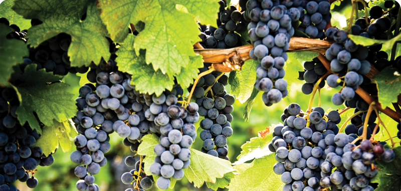 pinot_noir-masters-award-post.png